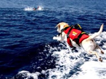 Dog showing relaxed body language